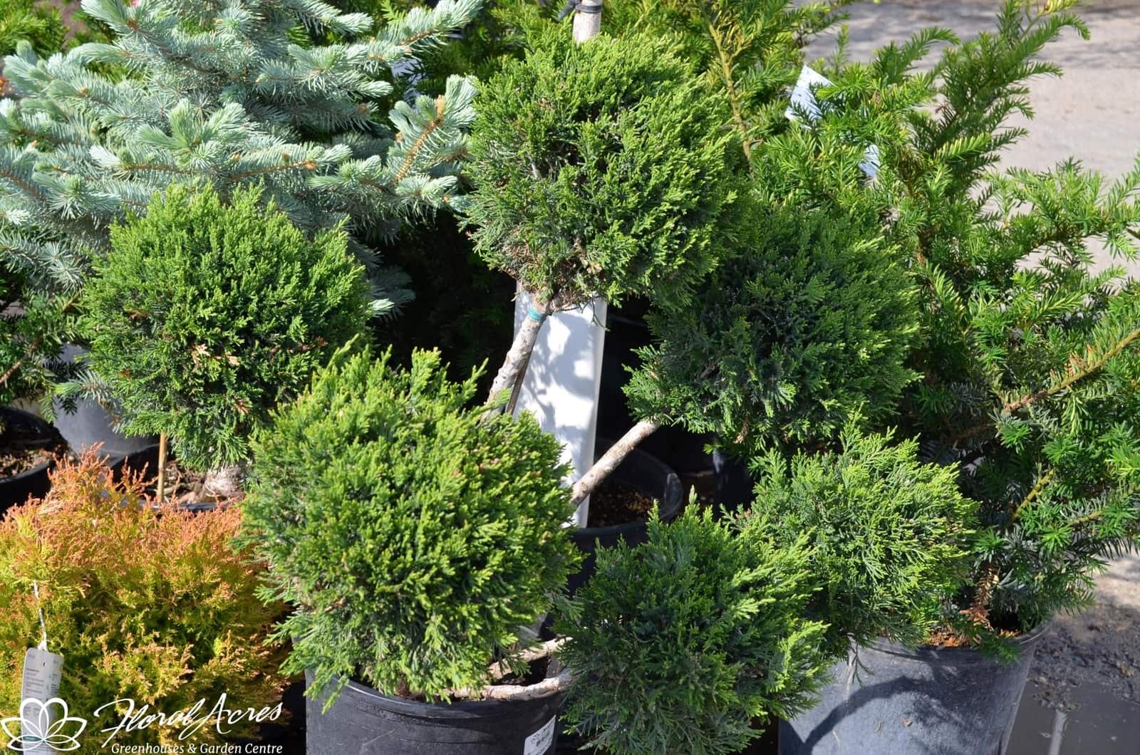 Juniper Mint Julep Pom Pom Floral Acres